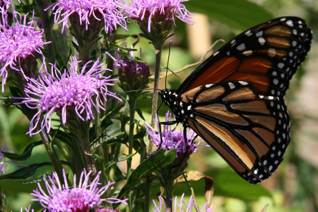 Monarch jigsaw puzzle in Puzzle of the Day puzzles on TheJigsawPuzzles.com