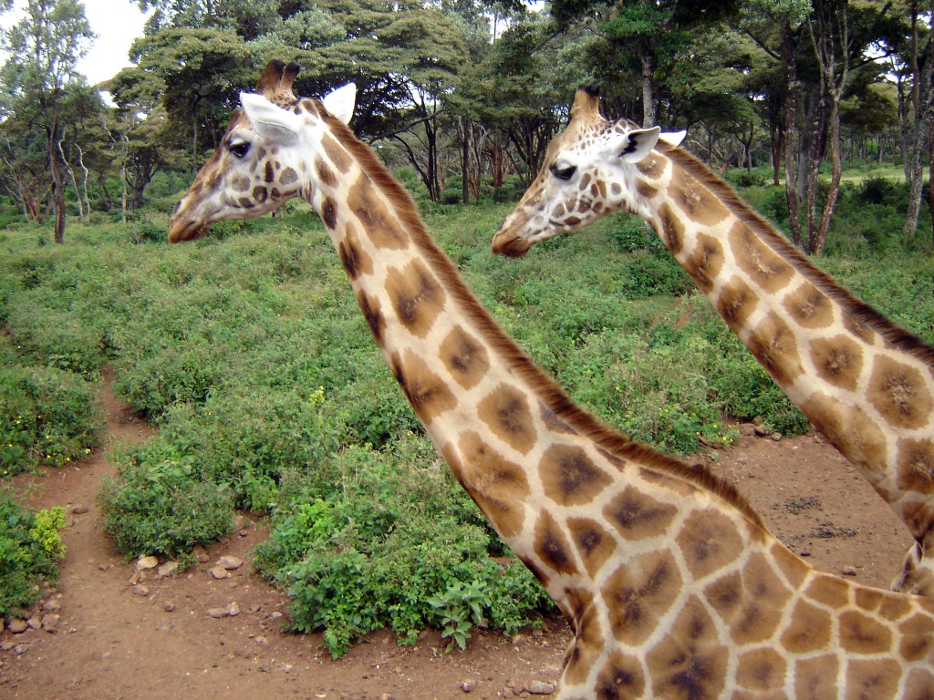 Giraffenzentrum, Nairobi jigsaw puzzle in Tiere puzzles on TheJigsawPuzzles.com