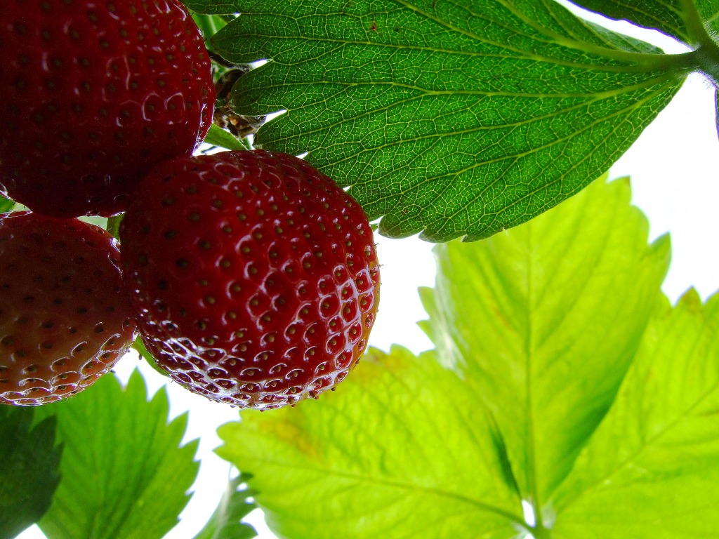 Temps de fraise jigsaw puzzle in Fruits & Légumes puzzles on TheJigsawPuzzles.com