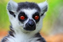 Lemur in Zoo of Morelia, Mexico