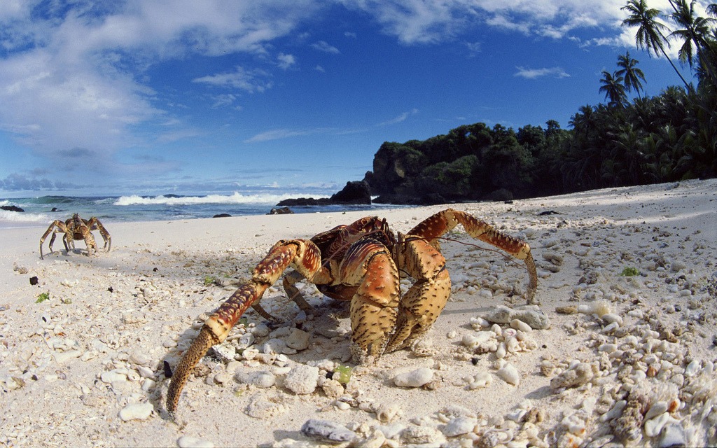Coconut Crab jigsaw puzzle in Animaux puzzles on TheJigsawPuzzles.com