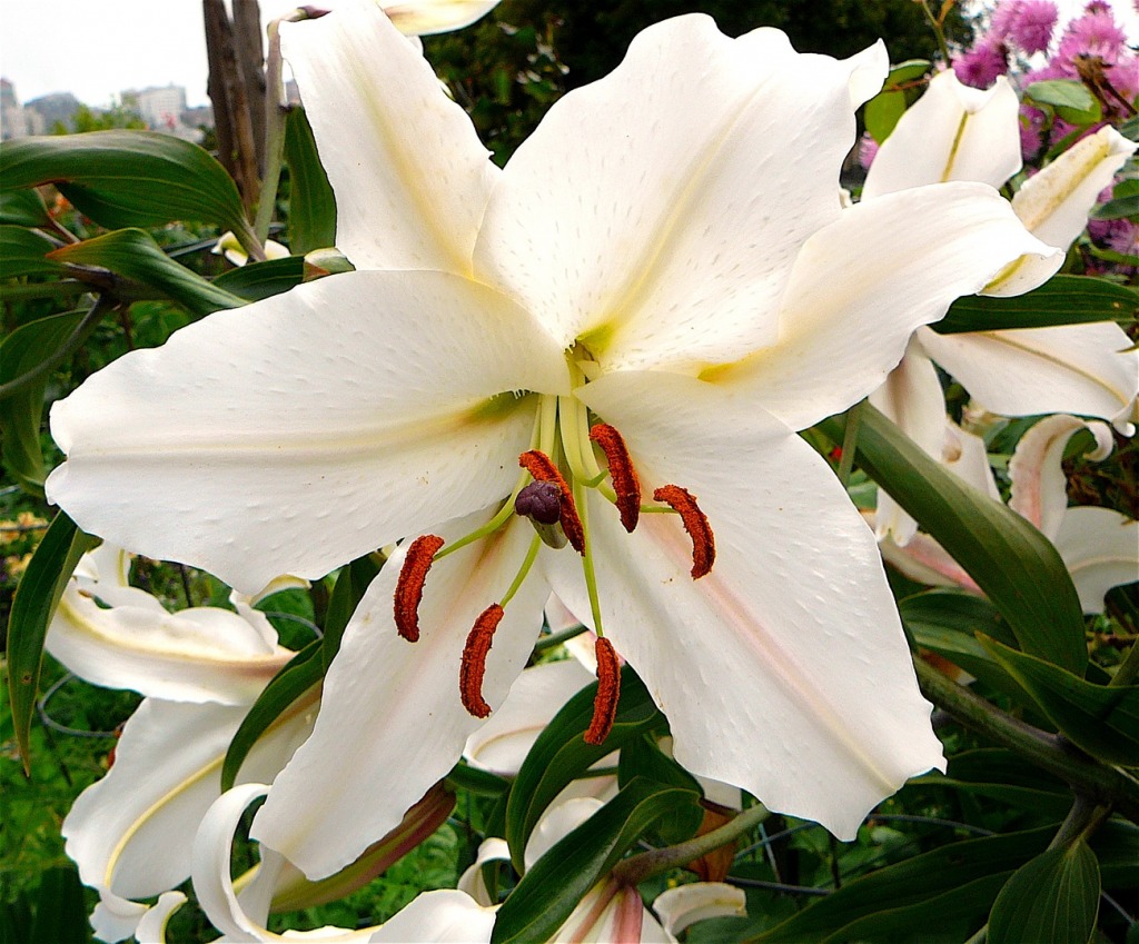 White Lily jigsaw puzzle in Flowers puzzles on TheJigsawPuzzles.com