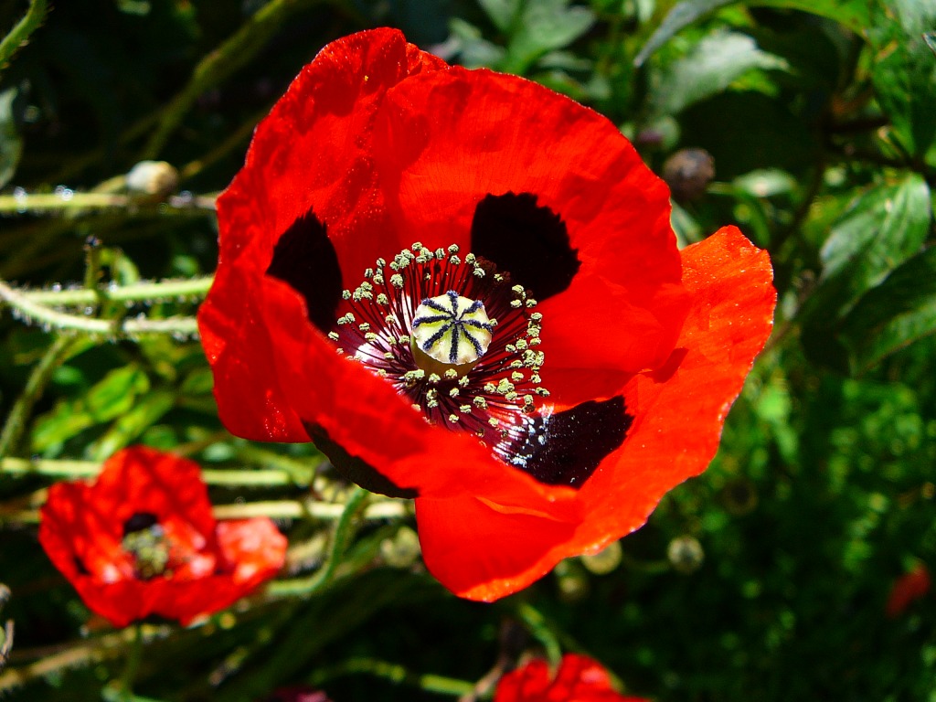Coquelicot jigsaw puzzle in Fleurs puzzles on TheJigsawPuzzles.com