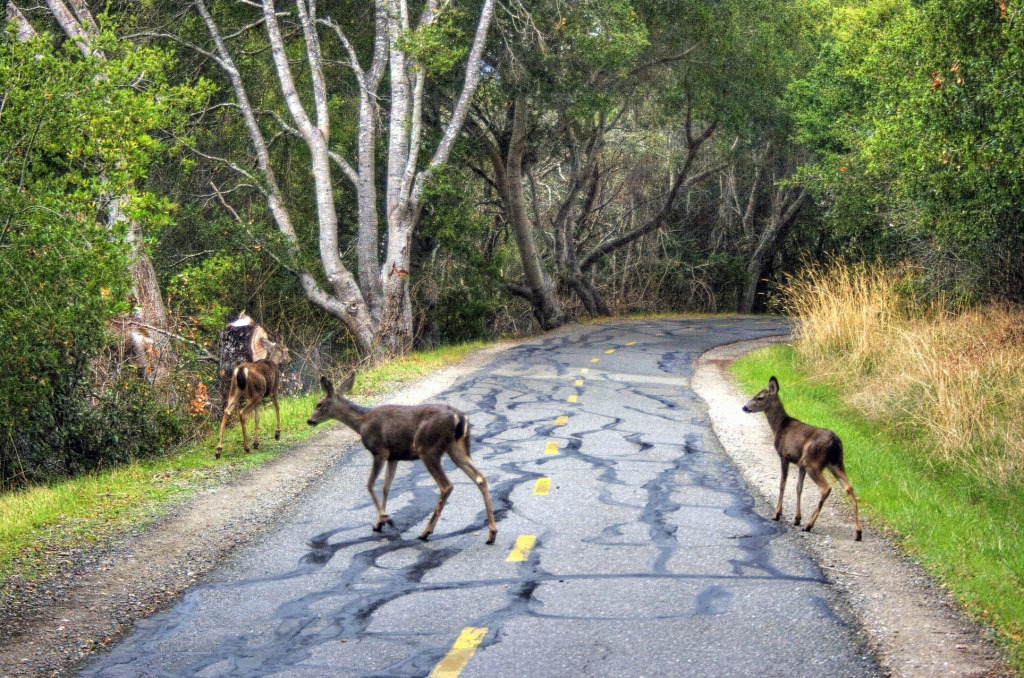 Deer Crossing jigsaw puzzle in Animals puzzles on TheJigsawPuzzles.com