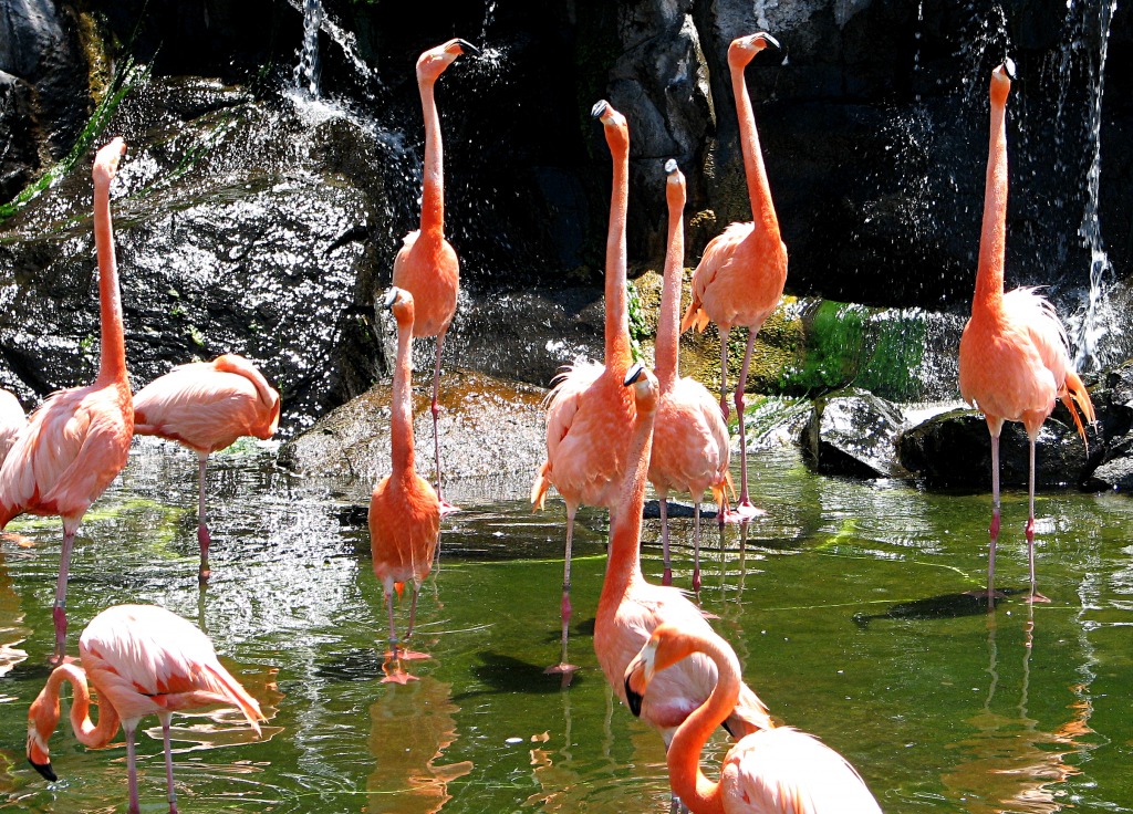 Flamingos jigsaw puzzle in Tiere puzzles on TheJigsawPuzzles.com