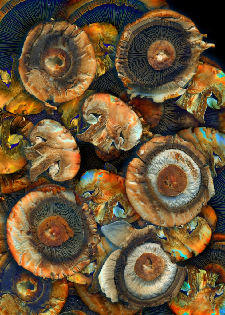 Shrooms jigsaw puzzle in Fruits & Veggies puzzles on TheJigsawPuzzles.com