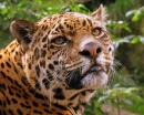 Jaguar, Edinburgh Zoo