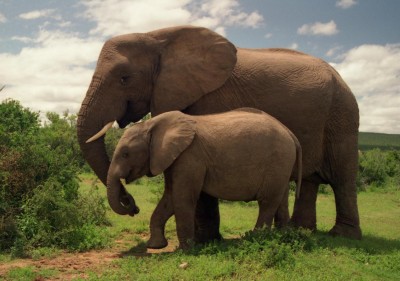 Addo Elephant National Park jigsaw puzzle in Animals puzzles on ...