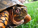 Box Turtle Closeup