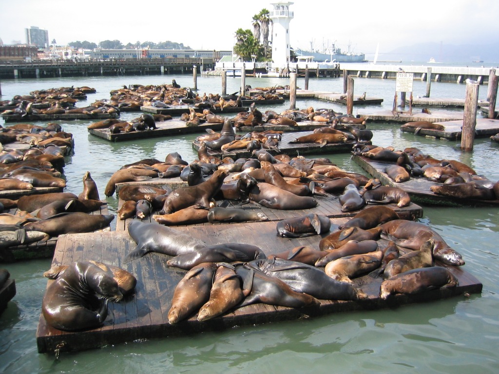 Sea Lions at Fisherman's Wharf jigsaw puzzle in Animals puzzles on TheJigsawPuzzles.com