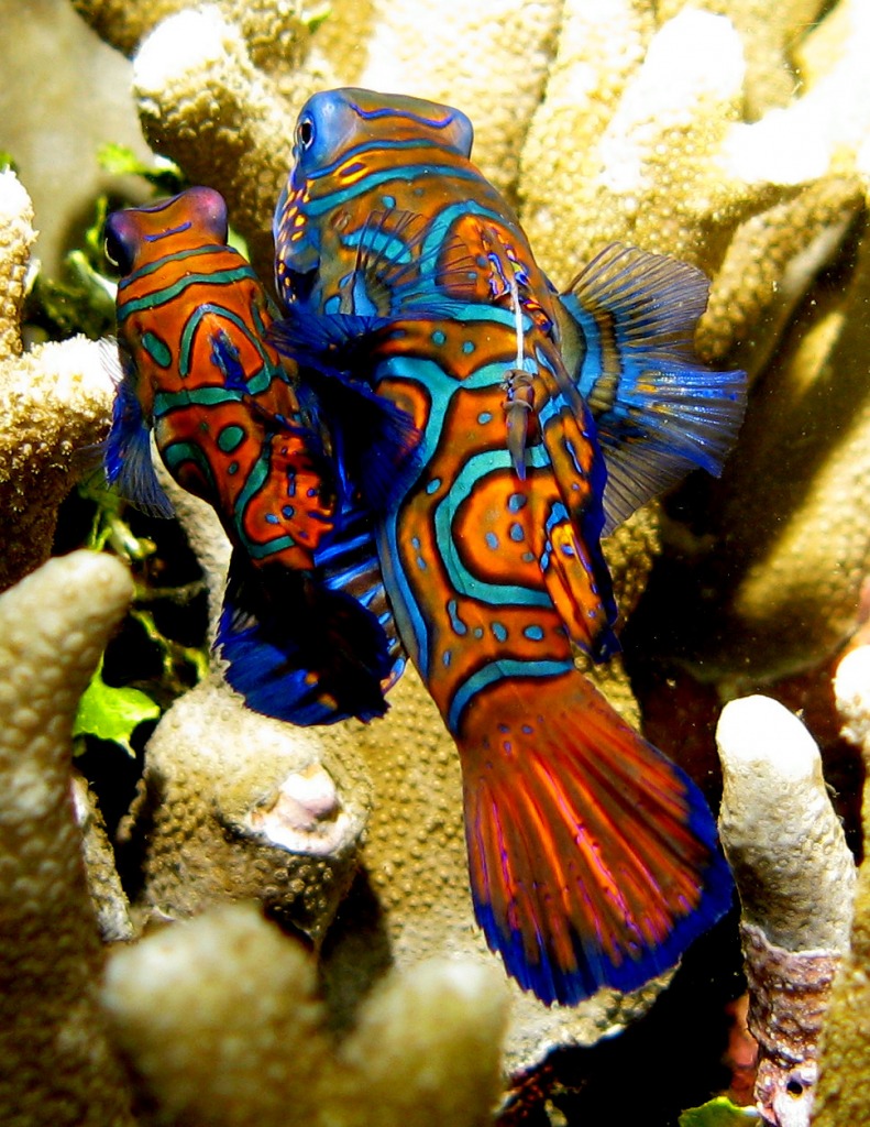 Poisson Mandarin jigsaw puzzle in Sous les mers puzzles on TheJigsawPuzzles.com