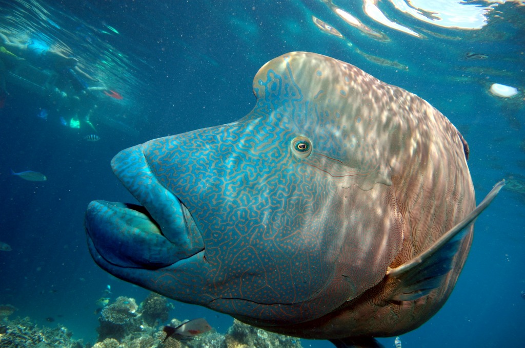 Humphead Wrasse, Great Barrier Reef jigsaw puzzle in Under the Sea puzzles on TheJigsawPuzzles.com