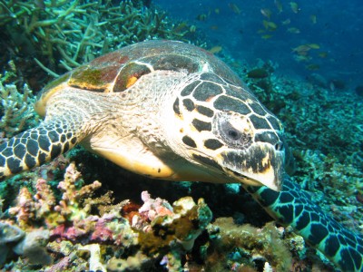 Hawksbill Sea Turtle jigsaw puzzle in Under the Sea puzzles on ...