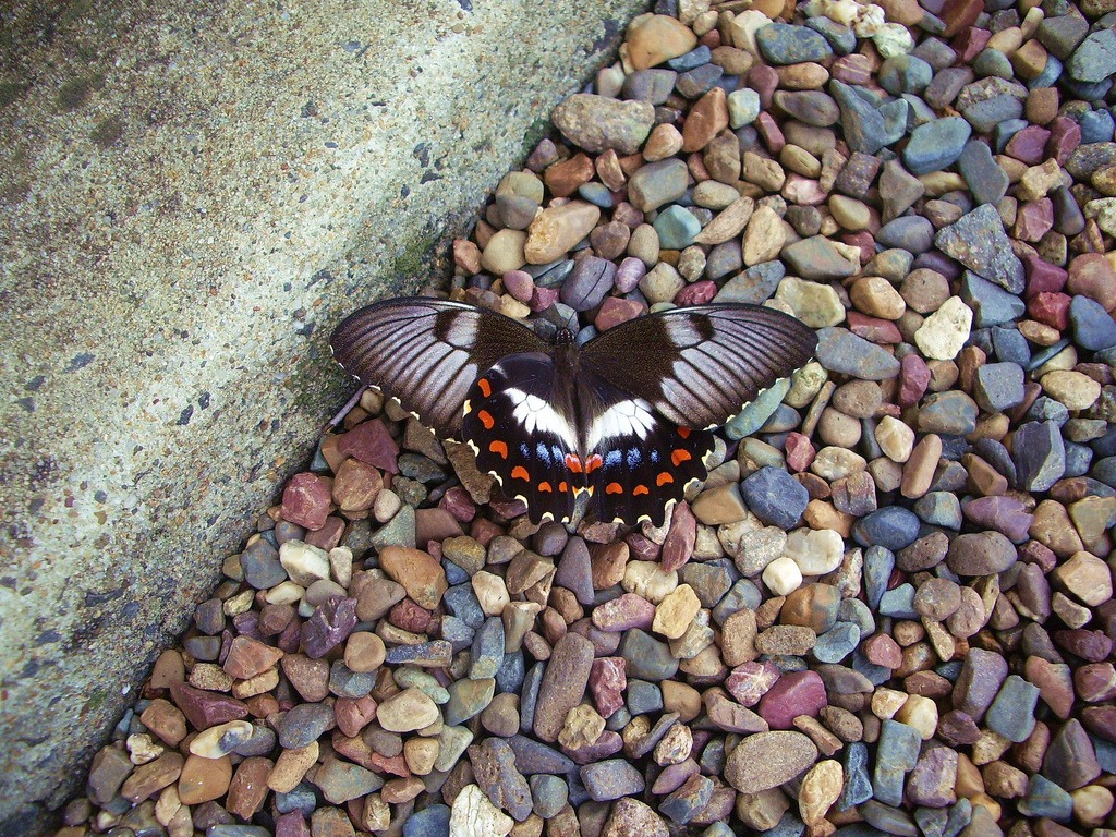 Butterfly jigsaw puzzle in Puzzle of the Day puzzles on TheJigsawPuzzles.com