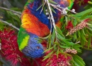 Rainbow Lorikeet at Merimbula, Australia
