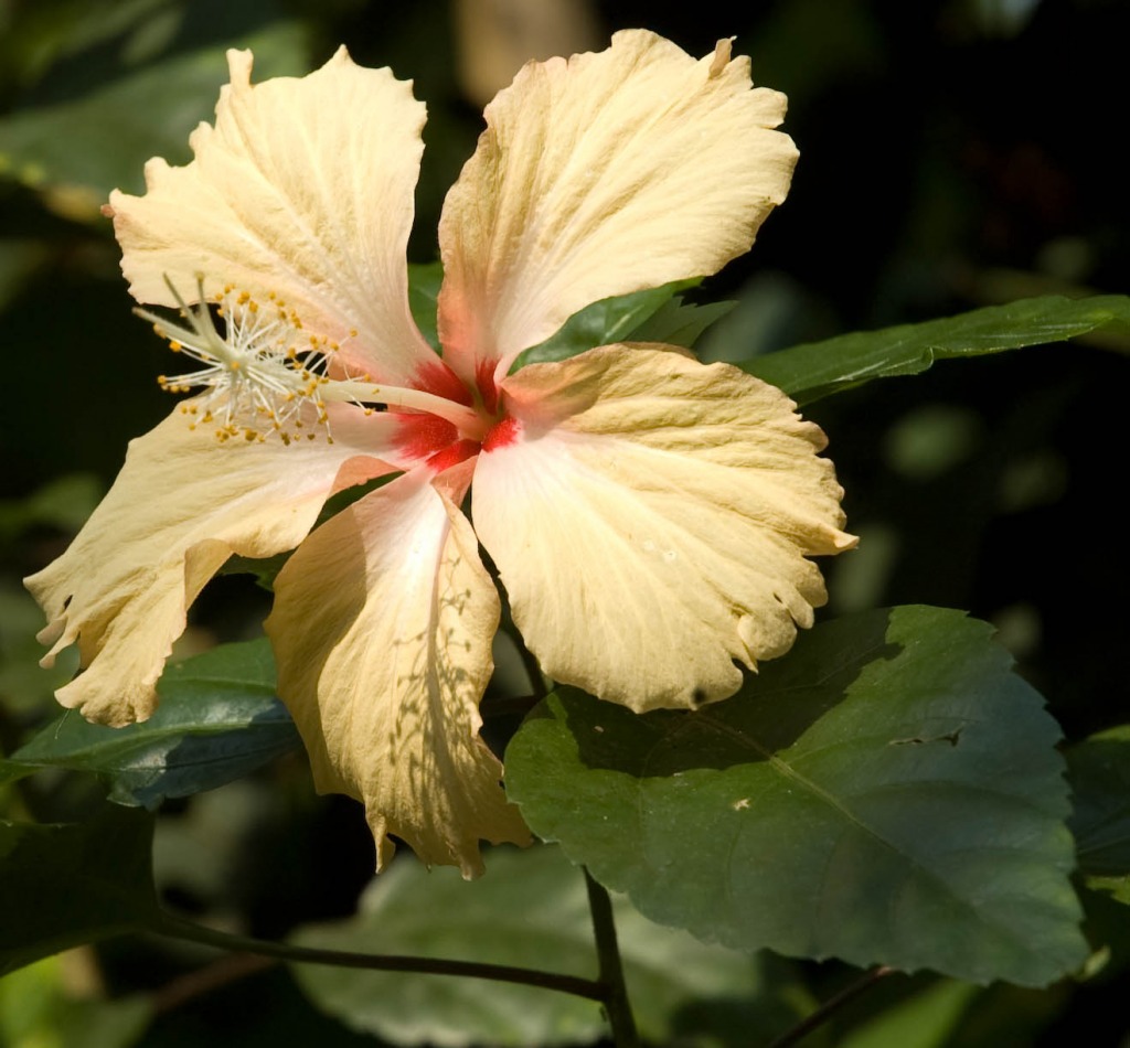Bangkok Hibiscus Butterfly Park jigsaw puzzle in Flowers puzzles on TheJigsawPuzzles.com