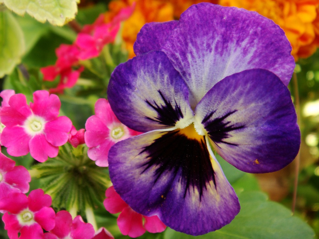Pansy jigsaw puzzle in Flowers puzzles on TheJigsawPuzzles.com