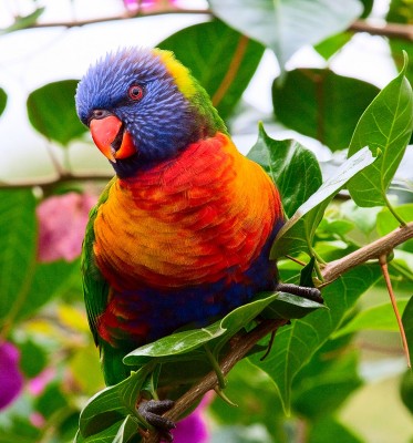 Rainbow Lorikeet jigsaw puzzle in Puzzle of the Day puzzles on ...