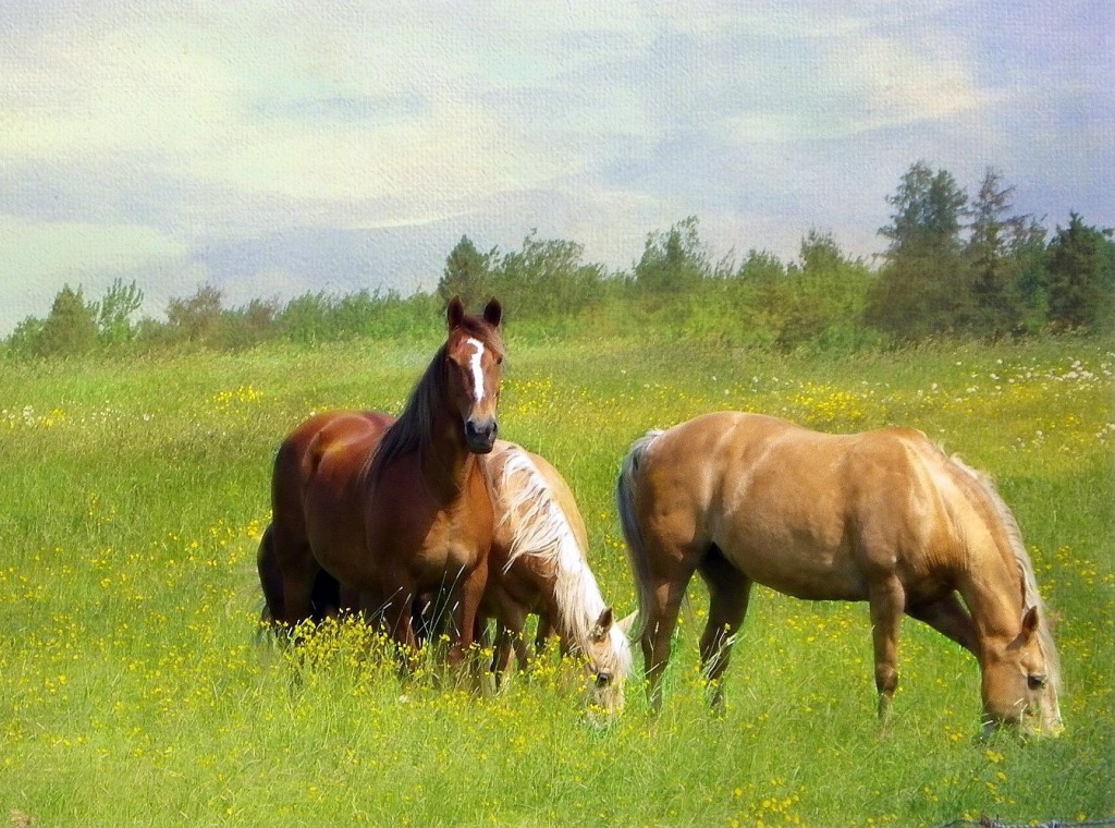 Horses jigsaw puzzle in Animals puzzles on TheJigsawPuzzles.com
