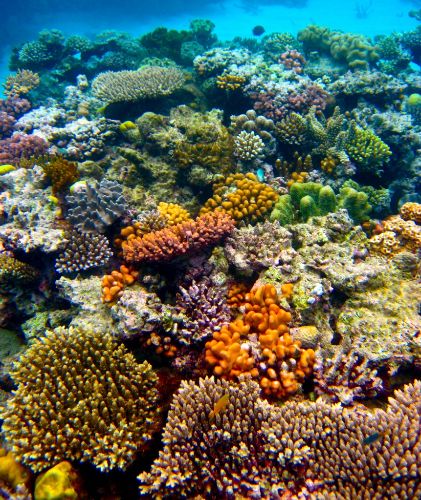 Grande Barreira de Coral jigsaw puzzle in Oceano puzzles on TheJigsawPuzzles.com