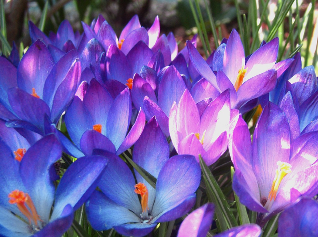 Crocus for Easter jigsaw puzzle in Flowers puzzles on TheJigsawPuzzles.com