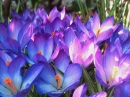 Crocus for Easter