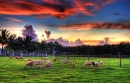 Lambs and Sunset