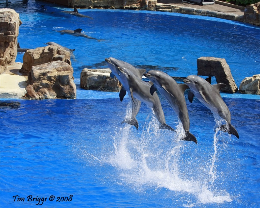 Synchronized Swimming jigsaw puzzle in Animals puzzles on TheJigsawPuzzles.com
