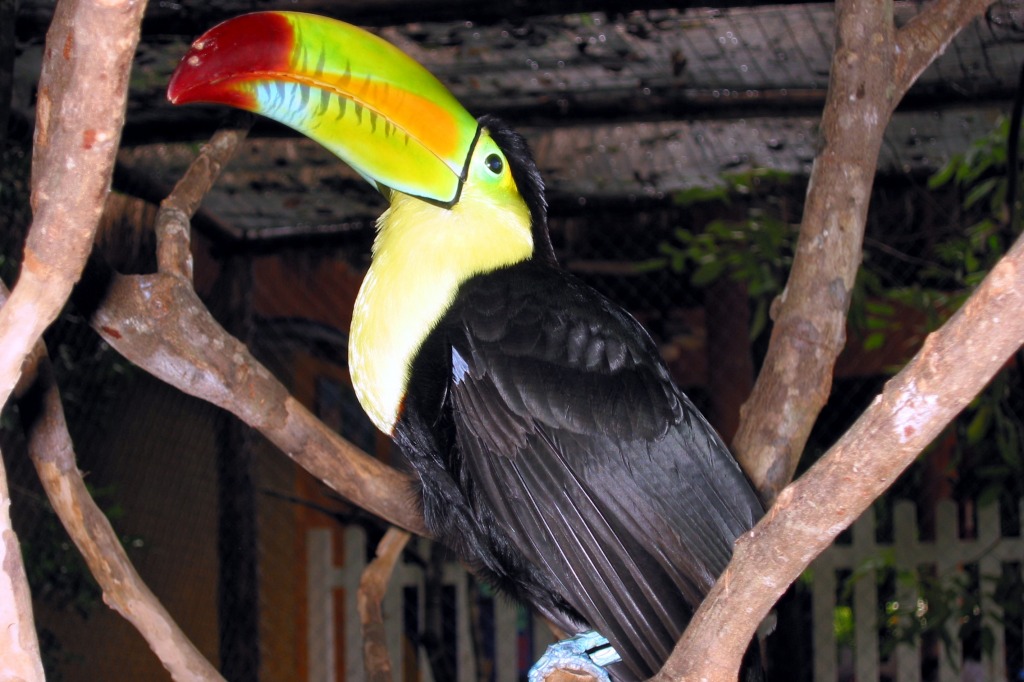 Toucan jigsaw puzzle in Animals puzzles on TheJigsawPuzzles.com
