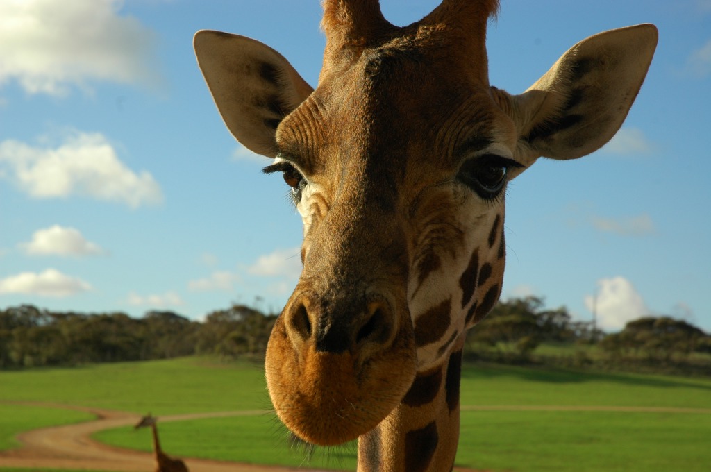 Die Giraffe ist das einzige Tier geboren mit Hörnern jigsaw puzzle in Tiere puzzles on TheJigsawPuzzles.com