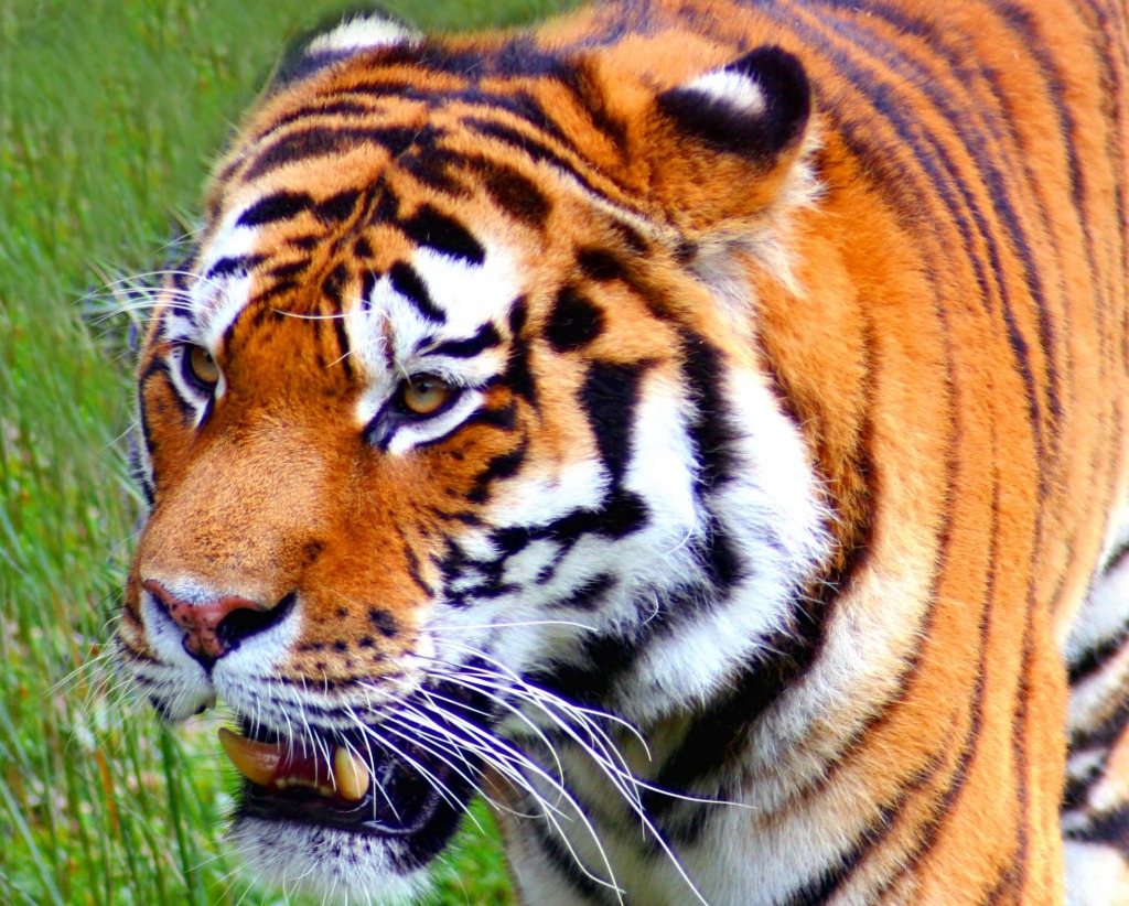 Amur Tiger, Colchester Zoo, England jigsaw puzzle in Puzzle du jour puzzles on TheJigsawPuzzles.com