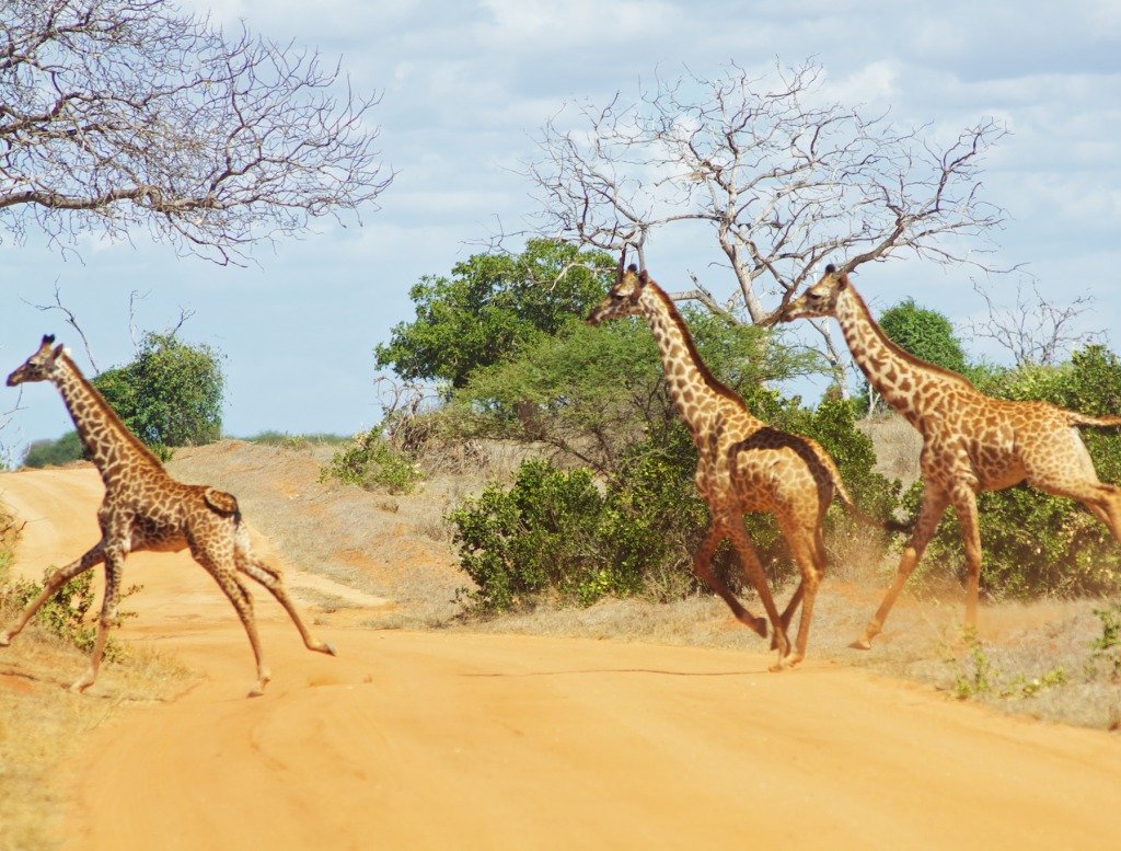 Parc National de Tsavo East jigsaw puzzle in Animaux puzzles on TheJigsawPuzzles.com