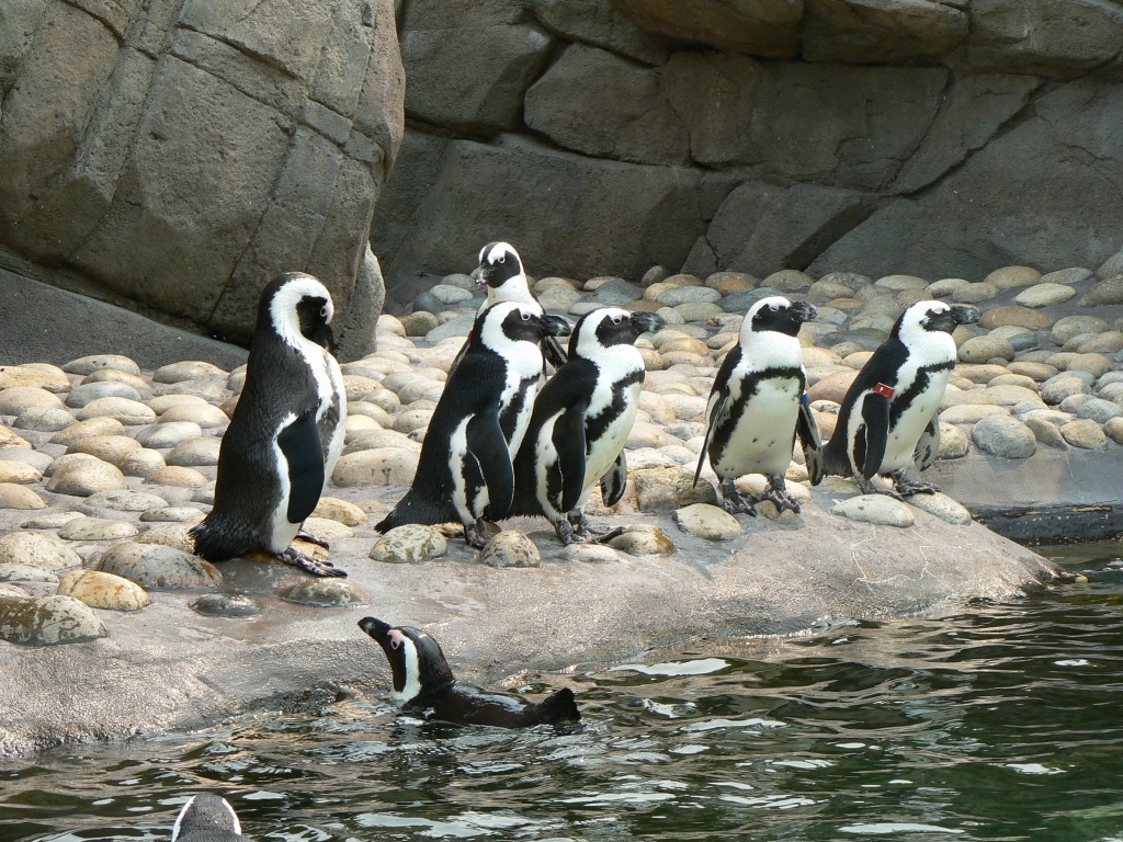 Penguins jigsaw puzzle in Animals puzzles on TheJigsawPuzzles.com