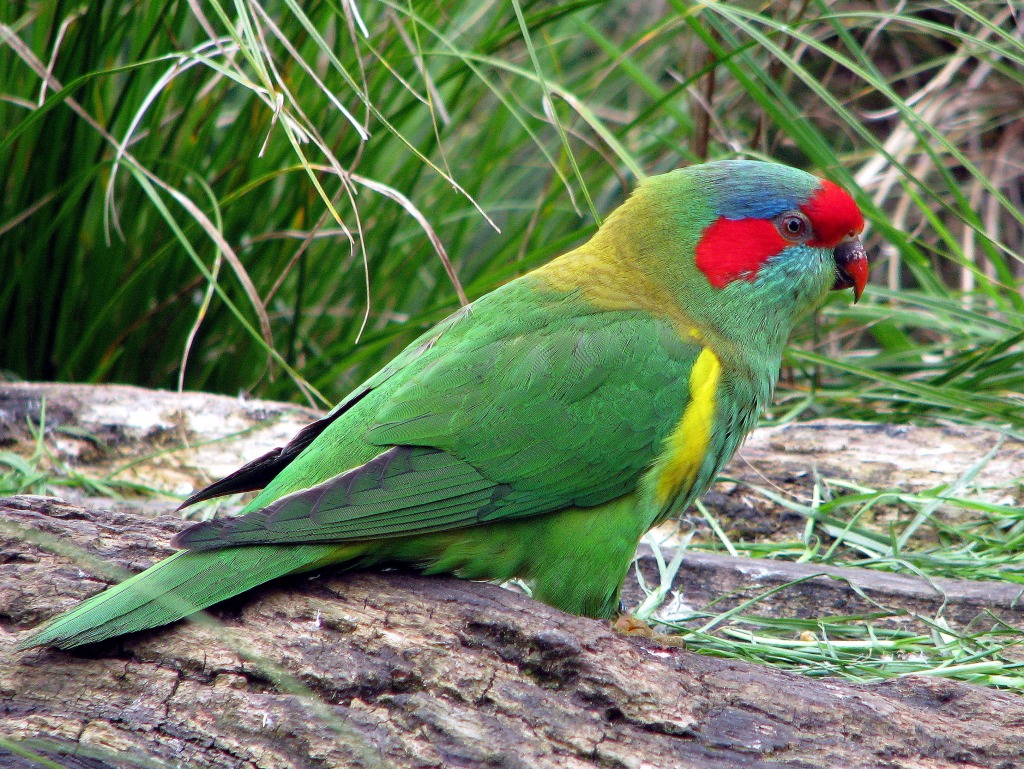 Musk Lorikeet jigsaw puzzle in Animaux puzzles on TheJigsawPuzzles.com
