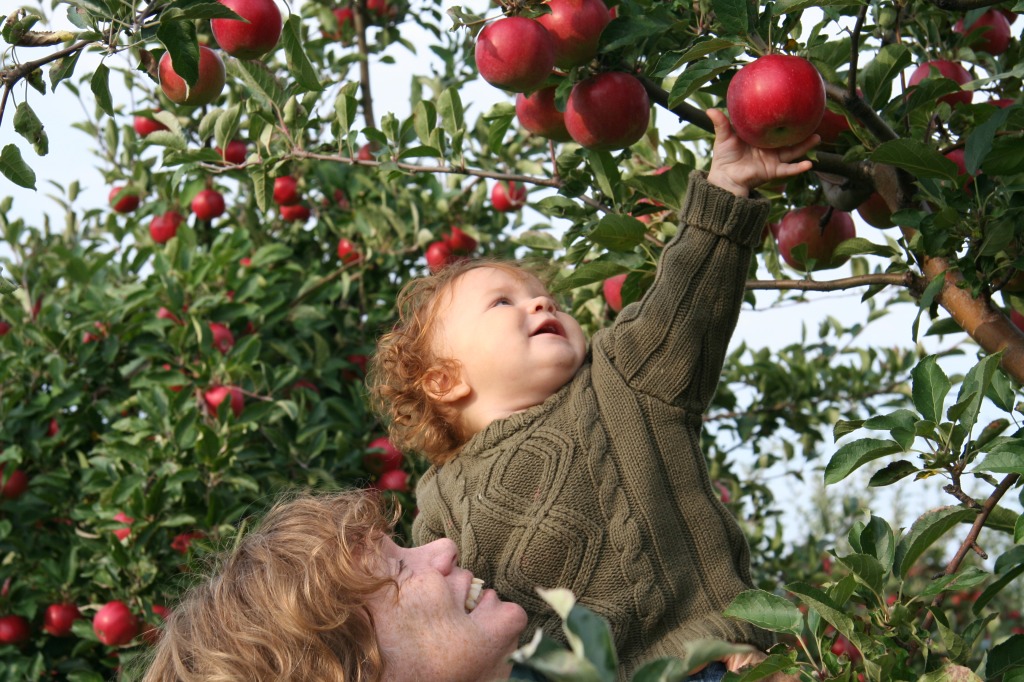 Apple Picking jigsaw puzzle in Fruits & Veggies puzzles on TheJigsawPuzzles.com
