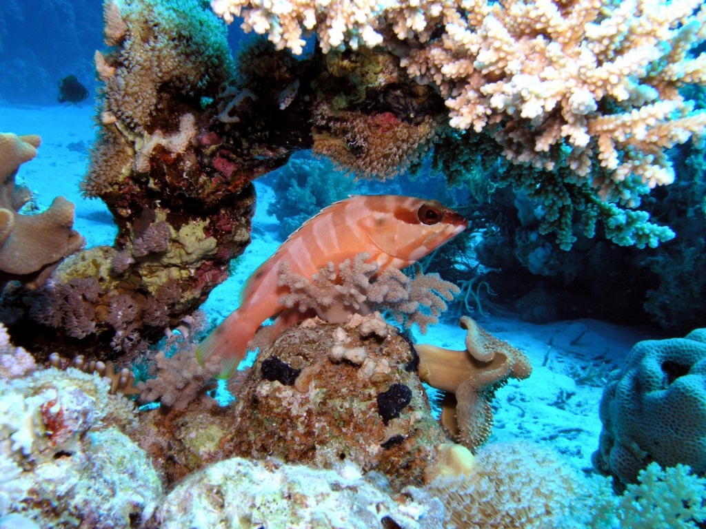 Red Fish, Red Sea jigsaw puzzle in Under the Sea puzzles on TheJigsawPuzzles.com