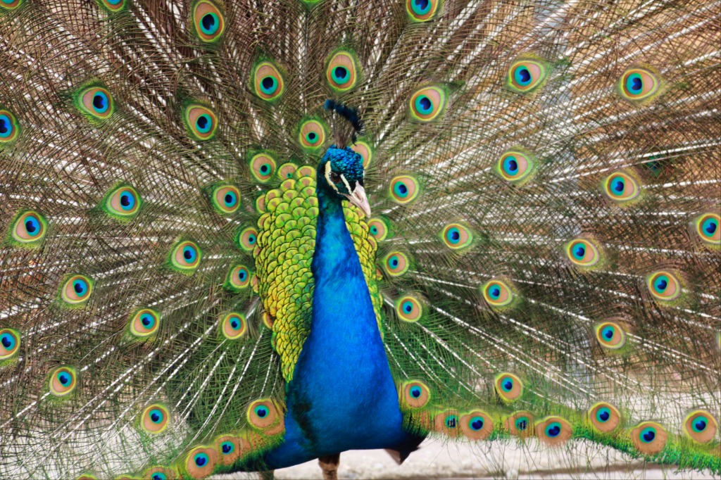 Peacock in Potter Park jigsaw puzzle in Animals puzzles on TheJigsawPuzzles.com