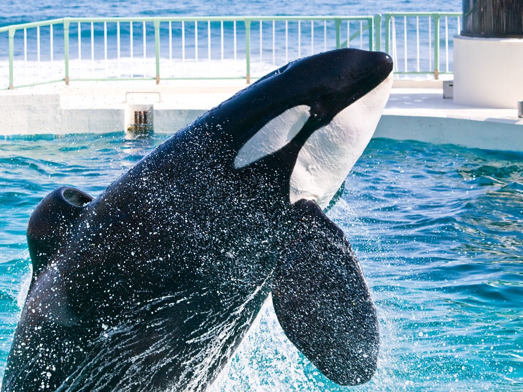 Orca jigsaw puzzle in Animals puzzles on TheJigsawPuzzles.com