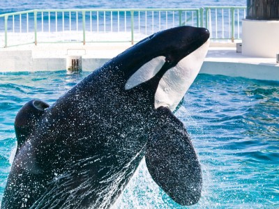 Orca jigsaw puzzle in Animals puzzles on TheJigsawPuzzles com