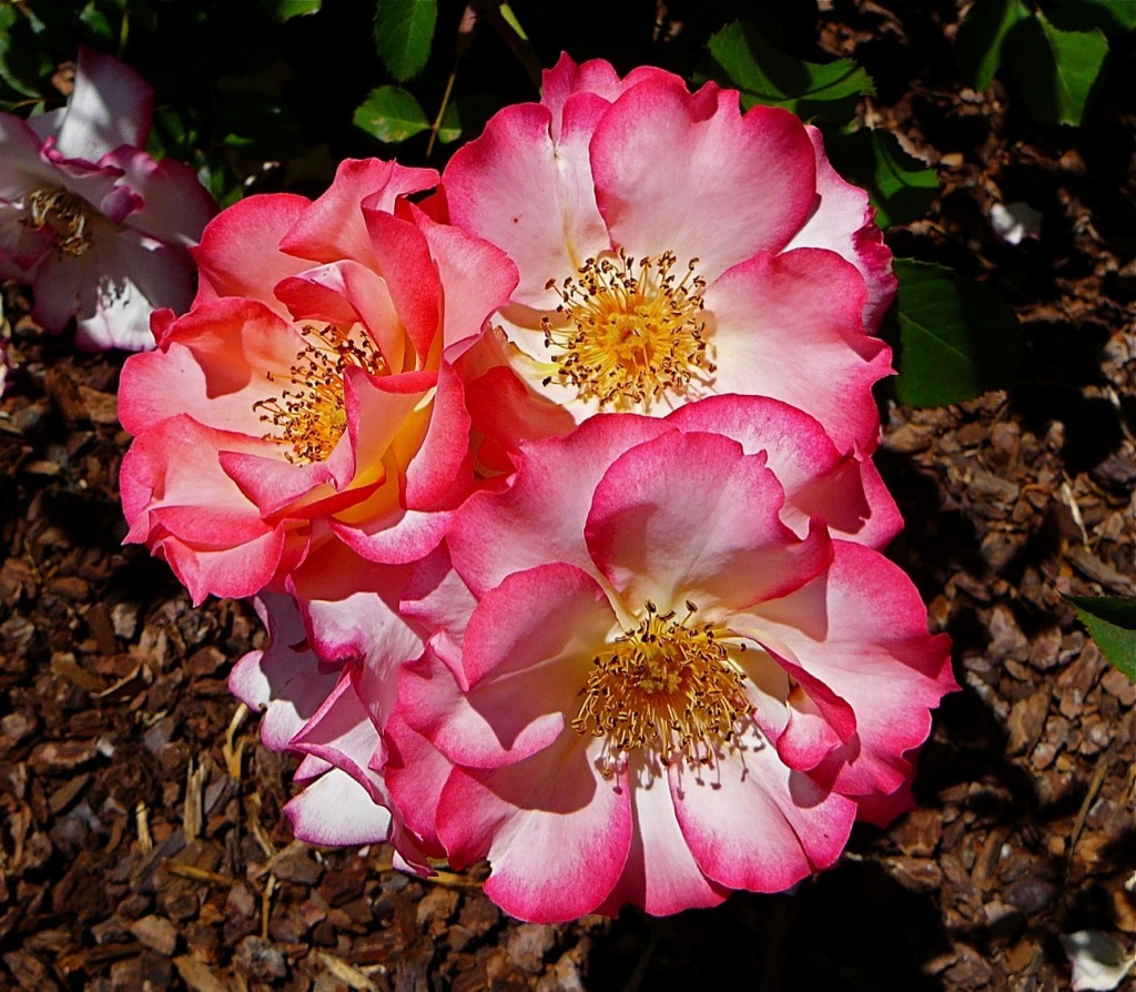 Rosa jigsaw puzzle in Flores puzzles on TheJigsawPuzzles.com