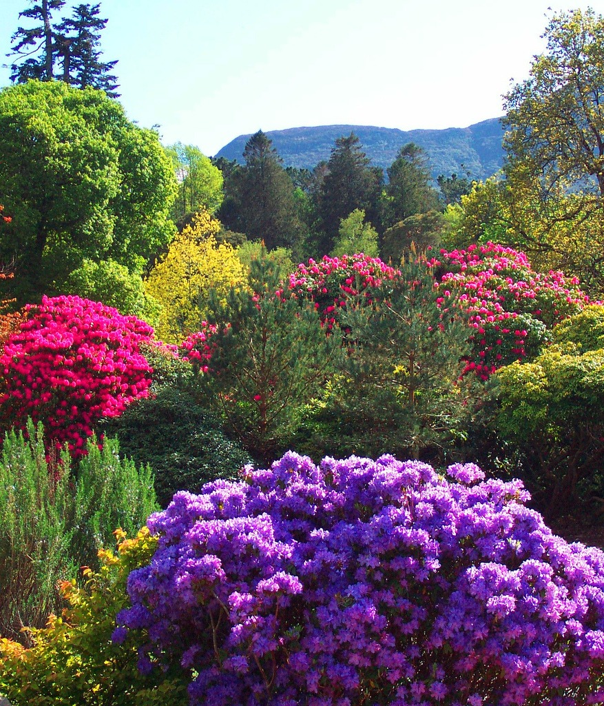 Mucross Gardens jigsaw puzzle in Flowers puzzles on TheJigsawPuzzles.com