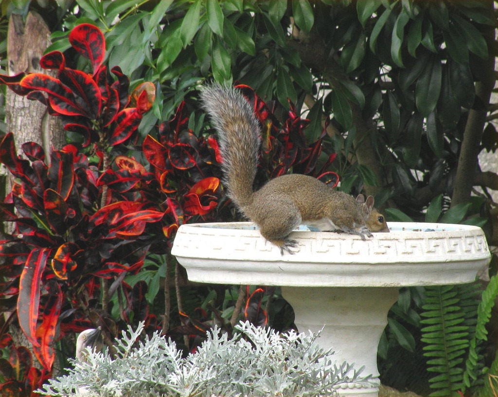 Squirrel Quenching His Thirst jigsaw puzzle in Animals puzzles on TheJigsawPuzzles.com