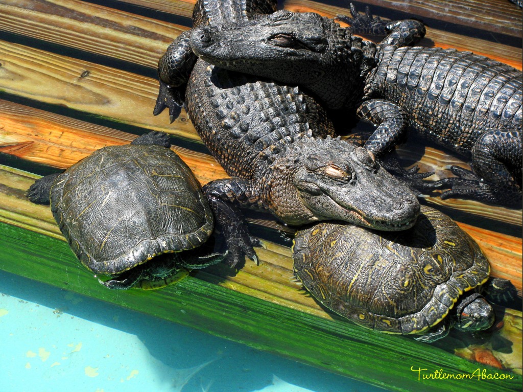 Turtles and Gators Snoozing at Gatorland jigsaw puzzle in Animals puzzles on TheJigsawPuzzles.com