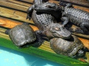 Turtles and Gators Snoozing at Gatorland