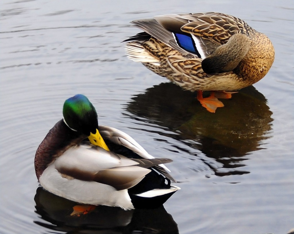 The Mating Habits of Mallards jigsaw puzzle in Animals puzzles on TheJigsawPuzzles.com