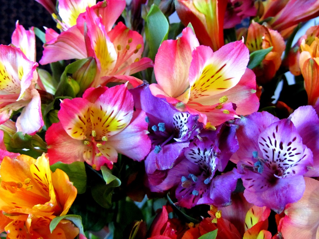 Color Explosion jigsaw puzzle in Flowers puzzles on TheJigsawPuzzles.com