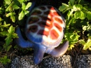 Red, White and Blue Turtle