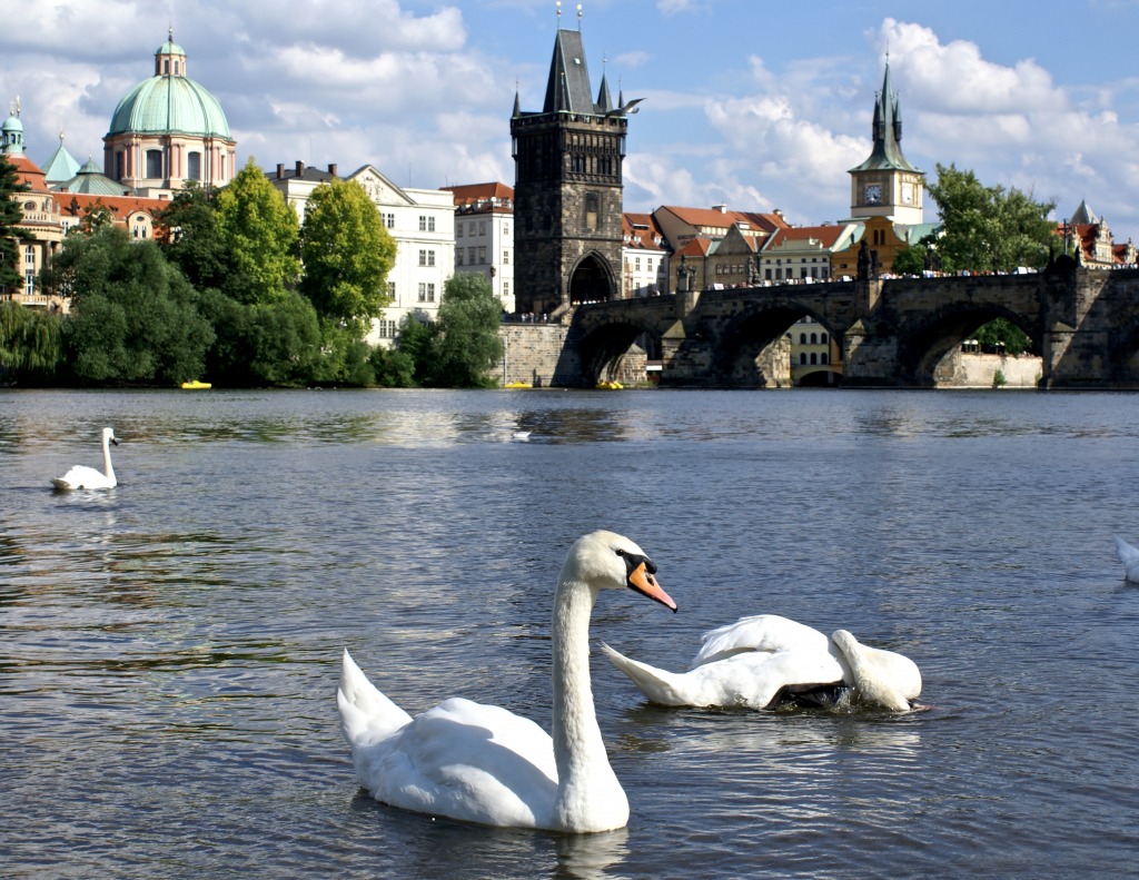Cisnes e a Karluv Most jigsaw puzzle in Pontes puzzles on TheJigsawPuzzles.com
