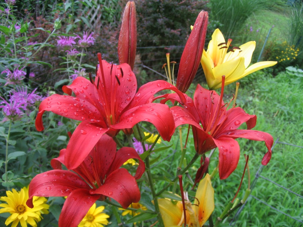 After the Rain jigsaw puzzle in Flowers puzzles on TheJigsawPuzzles.com