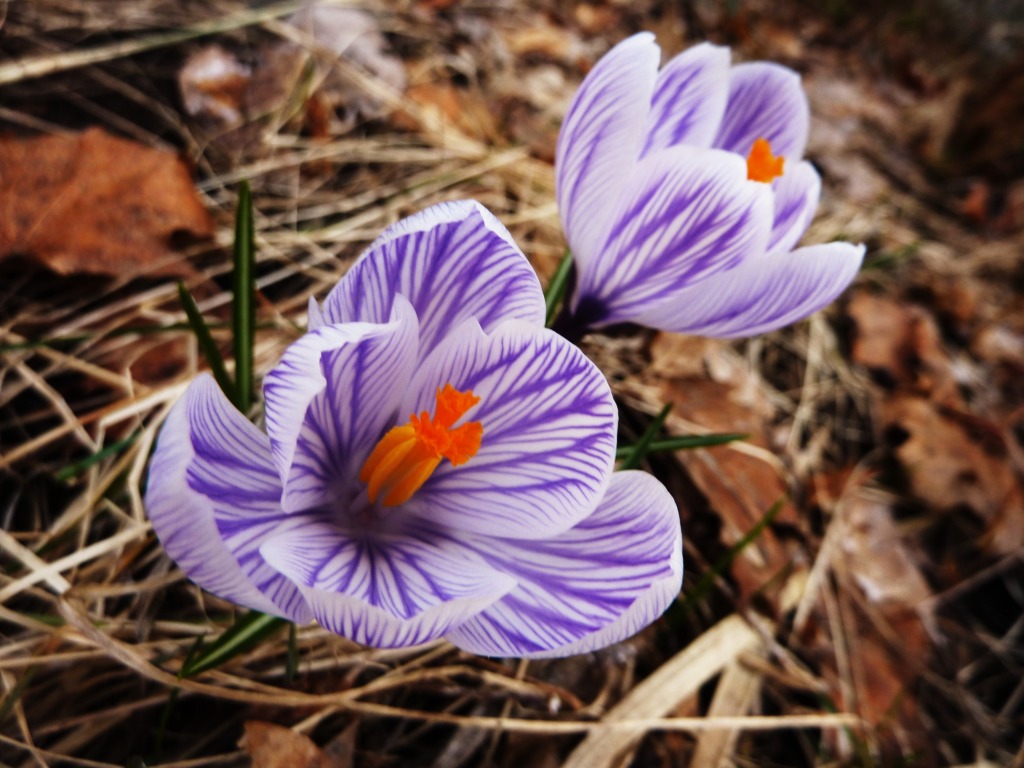 Montreal Crocus jigsaw puzzle in Flowers puzzles on TheJigsawPuzzles.com